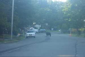 New Bear Sightings Reported, Starting In Westchester