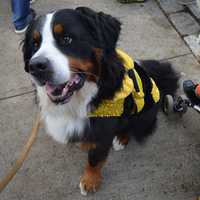 <p>Even dogs get in on the Halloween fun in Ridgefield.</p>