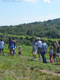 Jones Family Farms Offers One Last Day For Picking Blueberries In Shelton
