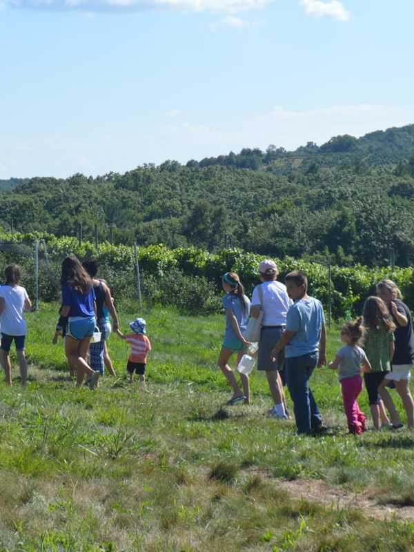 Jones Family Farms Offers One Last Day For Picking Blueberries In Shelton