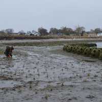 <p>Students and other volunteers helped plant plugs of sea grass to help stop erosion on Stratford Point.</p>