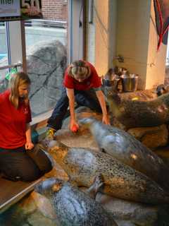 Yankee Magazine Cites Norwalk's Maritime Aquarium As Best Family Attraction