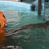 <p>A guest at the Maritime Aquarium looks on as Orange makes her Super Bowl prediction Thursday.</p>