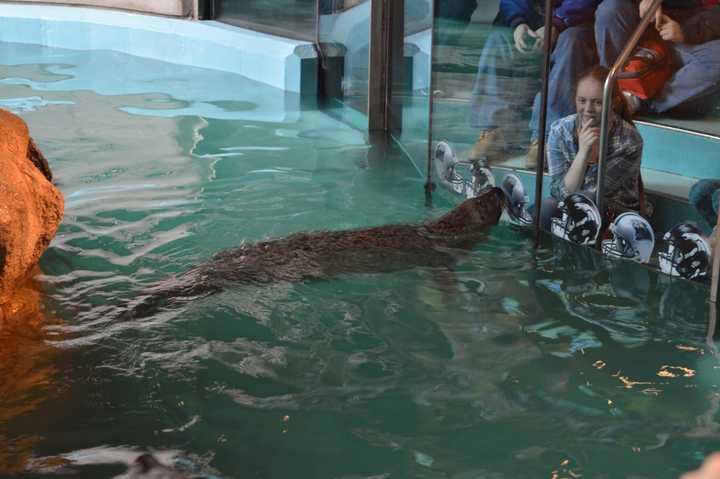 A guest at the Maritime Aquarium looks on as Orange makes her Super Bowl prediction Thursday.