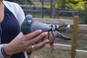 Fairfield Letter: Racing Pigeons Suffer