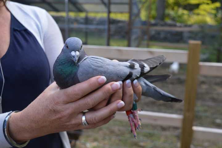 Fairfield Letter: Racing Pigeons Suffer