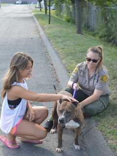 GoFundMe Goes To The Dogs At Bridgeport Animal Shelter