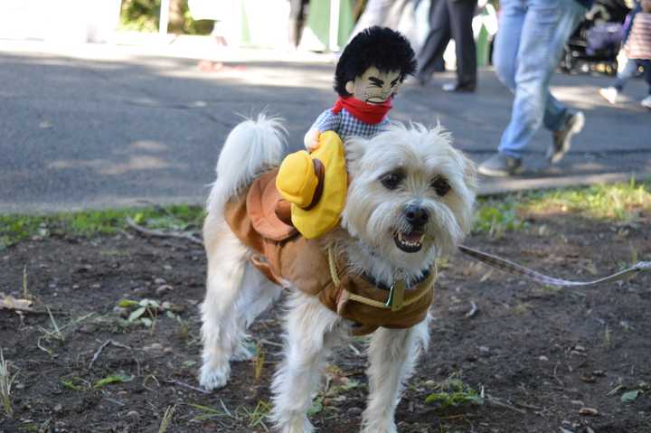 Keep pets safe this Halloween with tips from BluePearl in Paramus.