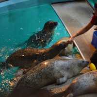 <p>Aquarist Azzara Oston feeds the seal during the &quot;Noon Year&#x27; celebration at the Maritime Aquarium in Norwalk on Thursday.</p>