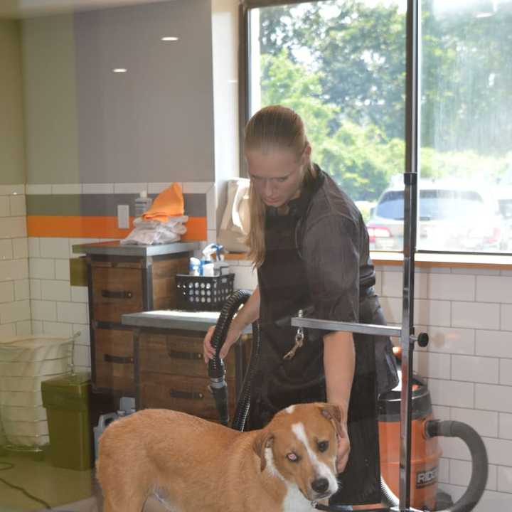 A happy boarder gets an &#x27;exit wash&#x27; before being picked up by his owner at Wag Central.