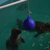 <p>Tillie, a seal at the Maritime Aquarium, reaches for a ball during the &quot;Noon Year&#x27; celebration at the Norwalk attraction on Thursday.</p>