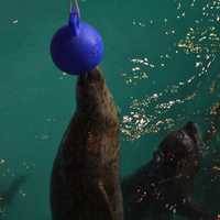 <p>Tillie, a seal at the Maritime Aquarium, reaches for a ball during the &quot;Noon Year&#x27; celebration at the Norwalk attraction on Thursday.</p>