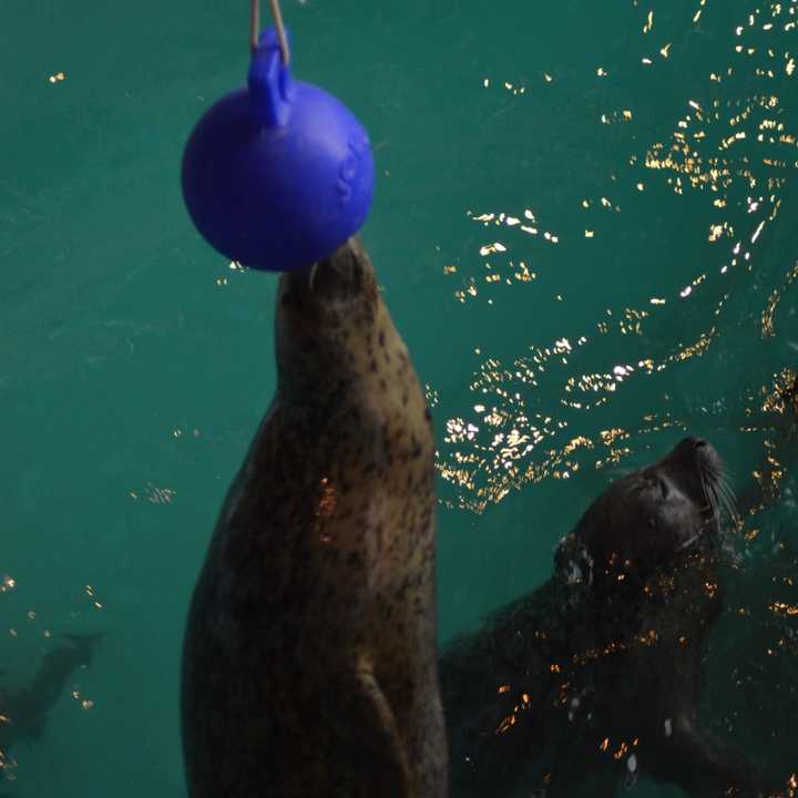 Tillie, a seal at the Maritime Aquarium, reaches for a ball during the &quot;Noon Year&#x27; celebration at the Norwalk attraction on Thursday.