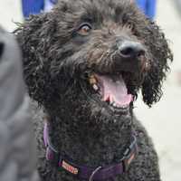 <p>Dogs enjoy the company of the many swimmers at Greenwich&#x27;s Old Greenwich New Year&#x27;s Day Dip Friday.</p>