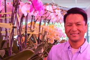 Orchid Paradise Blooms In Ridgewood