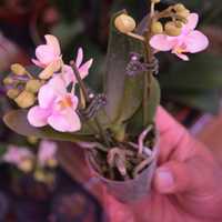 <p>Mini orchids, which are all the rage in Europe.</p>