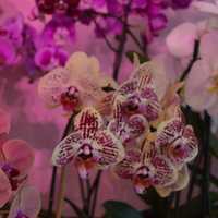 <p>Orchids abloom.</p>