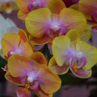 <p>One variety of Hawaiian orchid.</p>