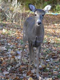 Oh, Deer: Saddle River Wrestles With Yes/No Vote On Hunting