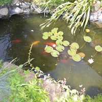 <p>LaMattina installed a Koi pond in his backyard.</p>