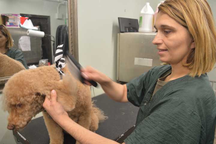 Former Demarest Flight Attendant Falls For Dog Grooming