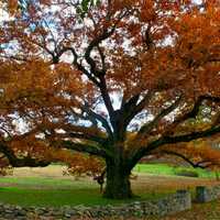 <p>The 500-year-old, historic Bedford Oak is one of Westchester&#x27;s most glorious sights in the fall.</p>