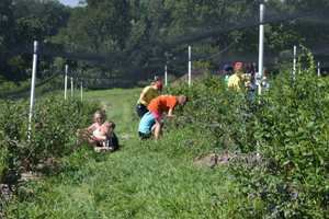 Last Call For Blueberries At Jones Family Farms In Shelton