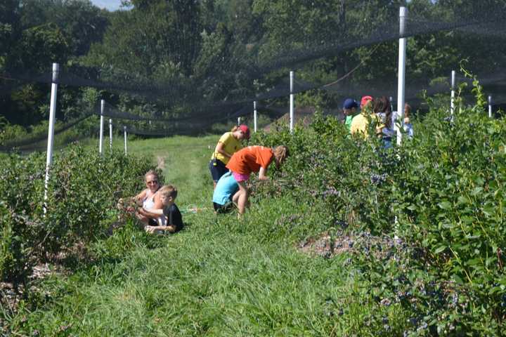 Last Call For Blueberries At Jones Family Farms In Shelton