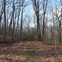 <p>Hikers will take to the trails in Ringwood State Park on New Year's Day.</p>