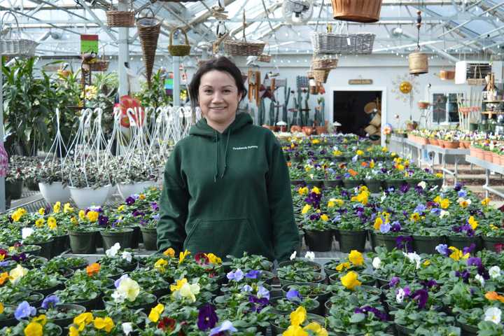 Franklin Lakes Nursery Out Of Firewood But Has Plenty Of Pansies