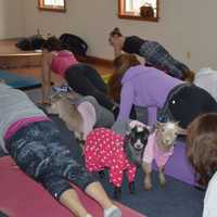 <p>Two goats looked on as participants practiced yoga.</p>