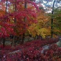 <p>Colors around Bear Mountain State Park were in full bloom over the weekend.</p>