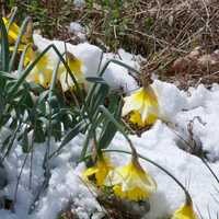 <p>These tulips were no match for the snow and wind they had to deal with Sunday.</p>