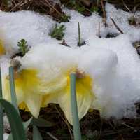 <p>Spring flowers were covered in snow Sunday morning.</p>