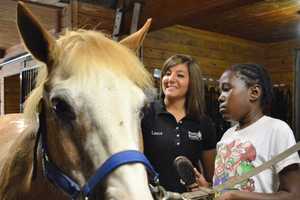Mahwah Ponies Hold Healing Power For Ill Children