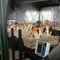 CT Man Busted With Large 'Magic Mushroom' Grow Operation, Police Say