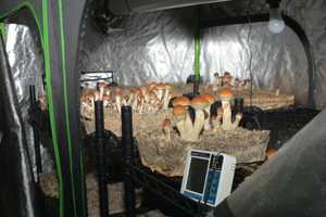 CT Man Busted With Large 'Magic Mushroom' Grow Operation, Police Say