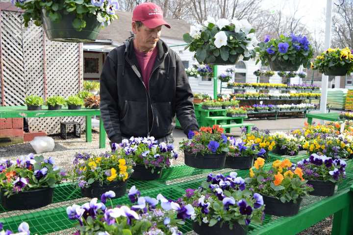 In Show Of Pansies, Ridgewood Nursery Announces It’s Spring