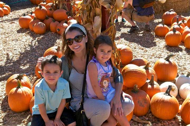 Silverman&#x27;s Farm in Easton features an animal farm along with lots and lots of pumpkins.