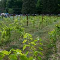 <p>Visitors can enjoy food and drink as they take in the scenery at Torne Vineyards.</p>