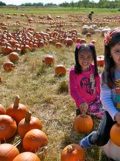 It's Pumpkin-Picking Time, Putnam: Where Do You Like To Go?