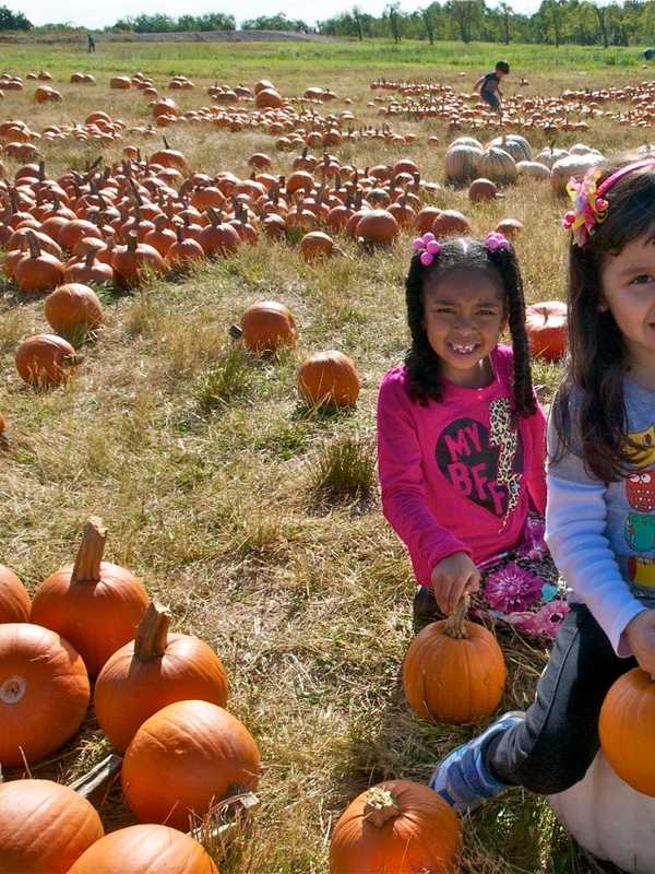 It's Pumpkin-Picking Time, Putnam: Where Do You Like To Go?