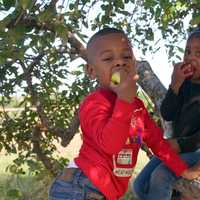 <p>Sampling the apples in the trees at Outhouse Orchards.</p>