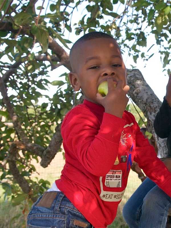 Take Your Pick: Apple Season Begins In North Salem