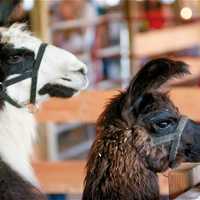 <p>These two are just checking out the scene Tat Tuesday&#x27;s Dutchess County Fair.</p>