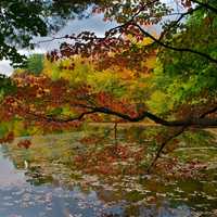 <p>The dazzling show that is autumn in New York is well underway, and there aren&#x27;t many places that can match northern Westchester County for putting on a great display. Pictured: fall colors at the Muscoot Reservoir in Somers.</p>