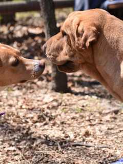 Yorktown Dog Park Celebrates Second Anniversary
