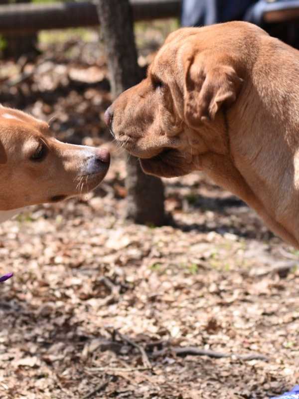 Stamford's Latham Goes To The Dogs For 'Bark In The Park'