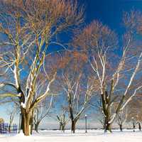 <p>Snow covers the ground and tress at Calf pasture Beach in Norwalk.</p>