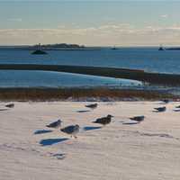 <p>Calf Pasture Beach after Friday&#x27;s snow.</p>